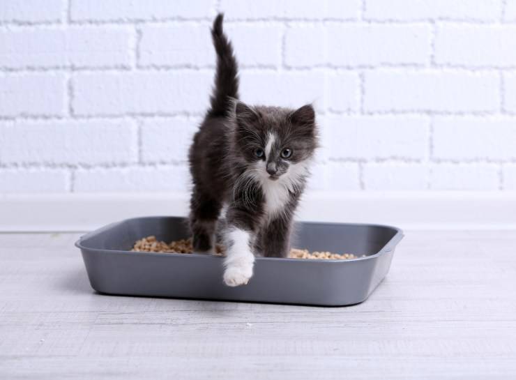 Quante volte fa pipì il gattino