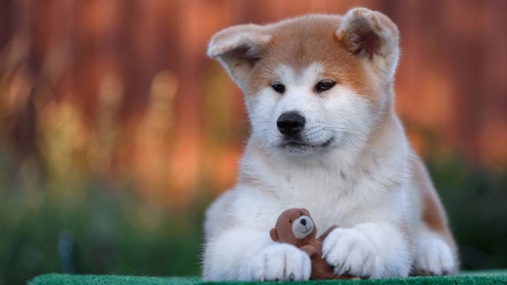 Akita Inu cucciolo