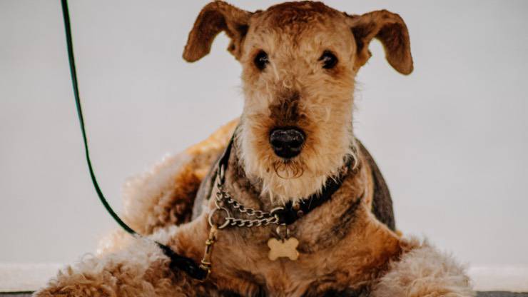 Razze di cani compatibili con l'Airedale Terrier Razze di cani compatibili con l'Airedale Terrier