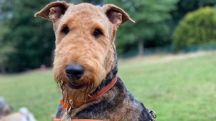 Cane Airedale Terrier Airedale Terrier