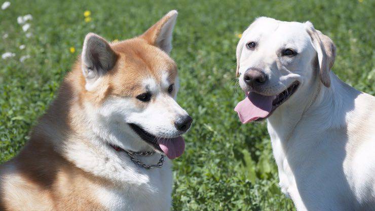Razze di cani compatibili con l'Akita