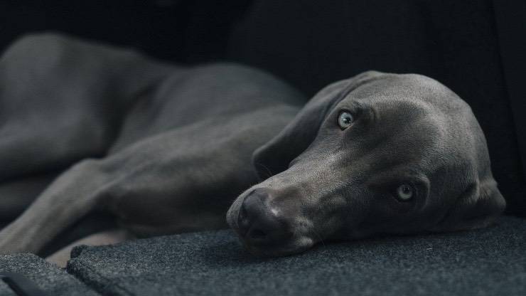 Cane malato Avvelenamento da mercurio nel cane