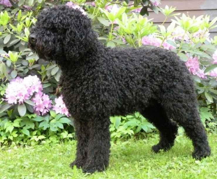 Barbet nero