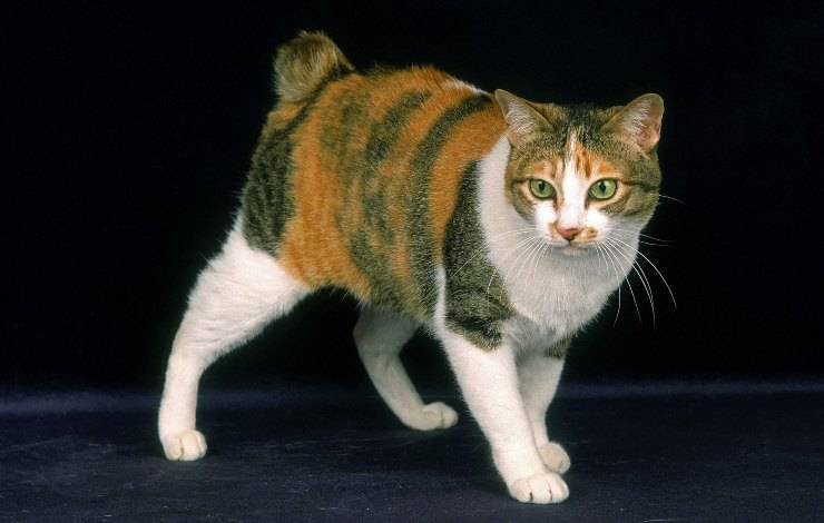 Bobtail Giapponese