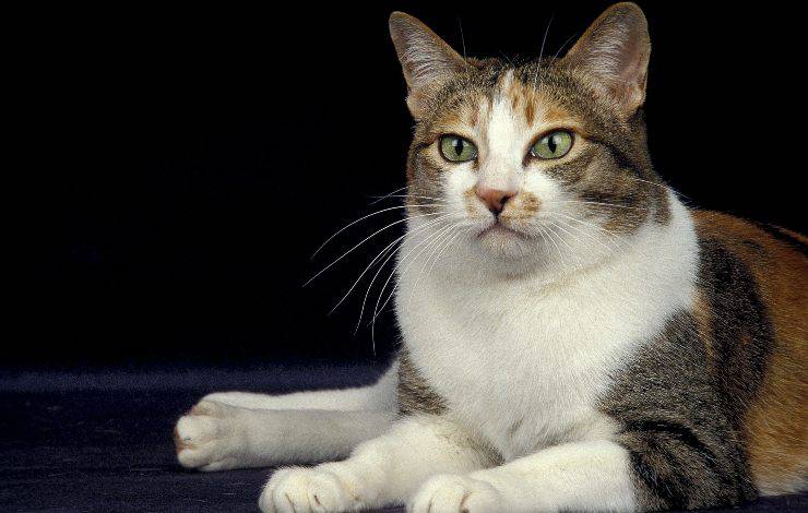 Bobtail Giapponese