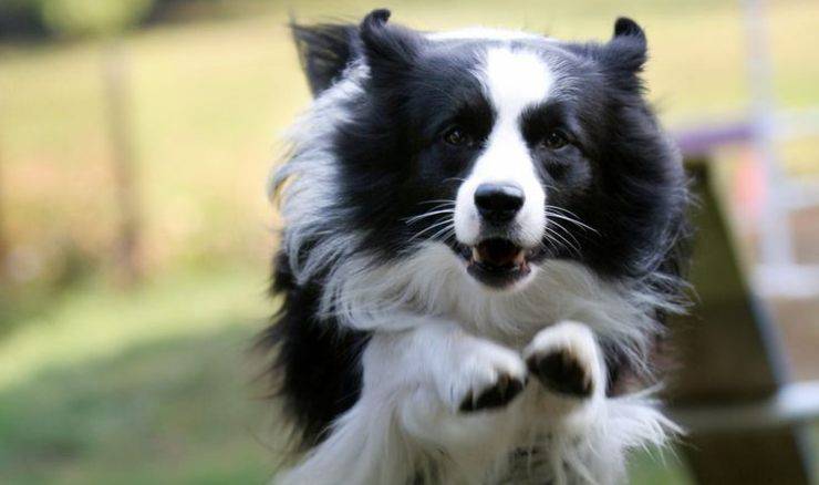 Border Collie che salta