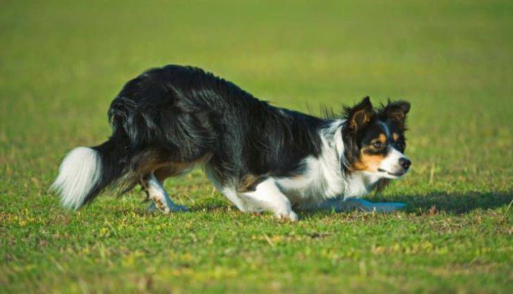 Border Collie
