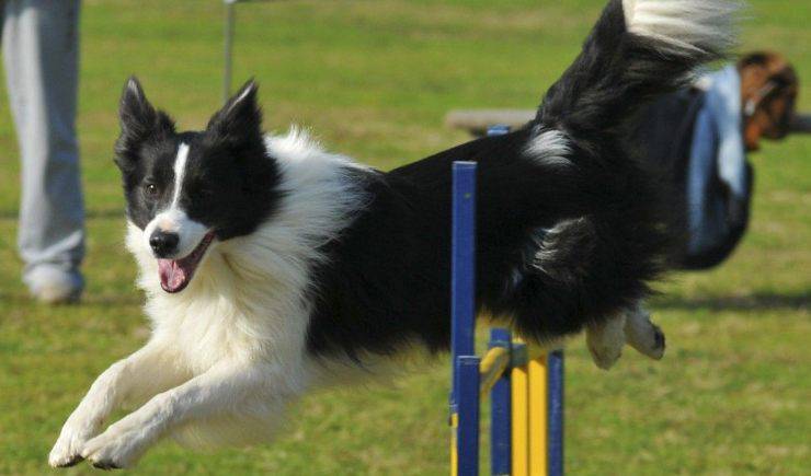 Border Collie