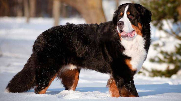 Cosa sapere prima di adottare un Bovaro del Bernese Bovaro del Bernese