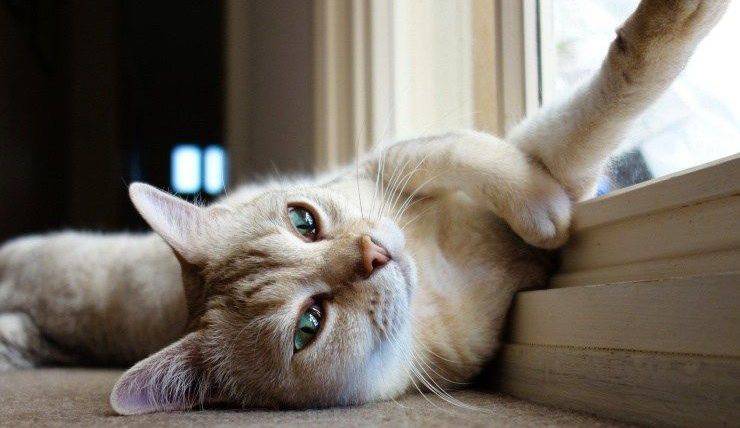 gatto Burmilla