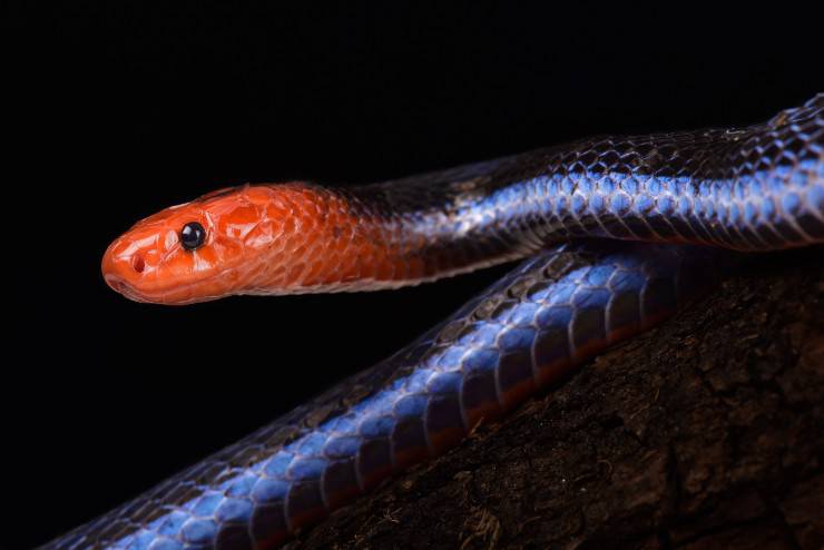 Calliophis bivirgata