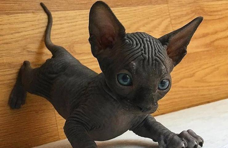 Canadian Sphynx