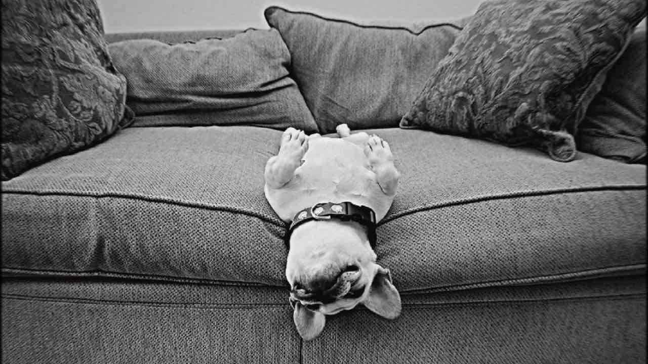 abitudini del cane mentre dorme
