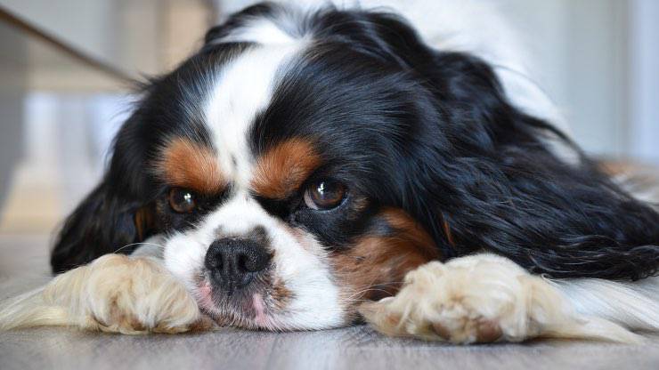 Perché il cane non riesce più a saltare