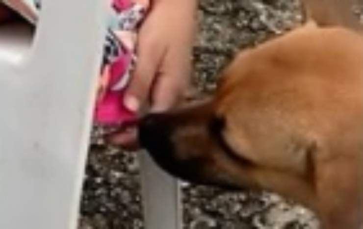 Cane randagio (Foto video)