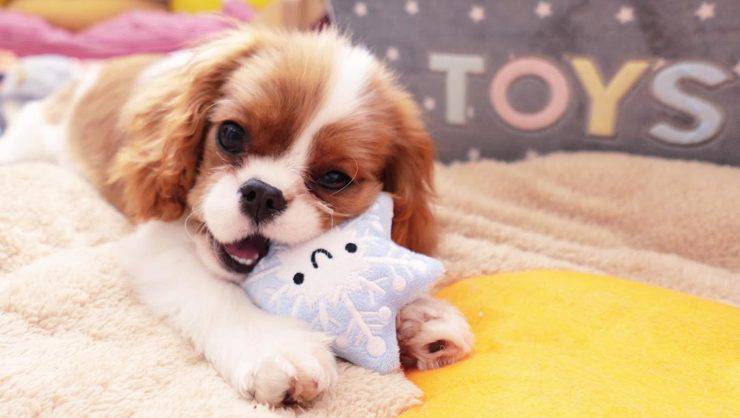Cavalier King Charles Spaniels