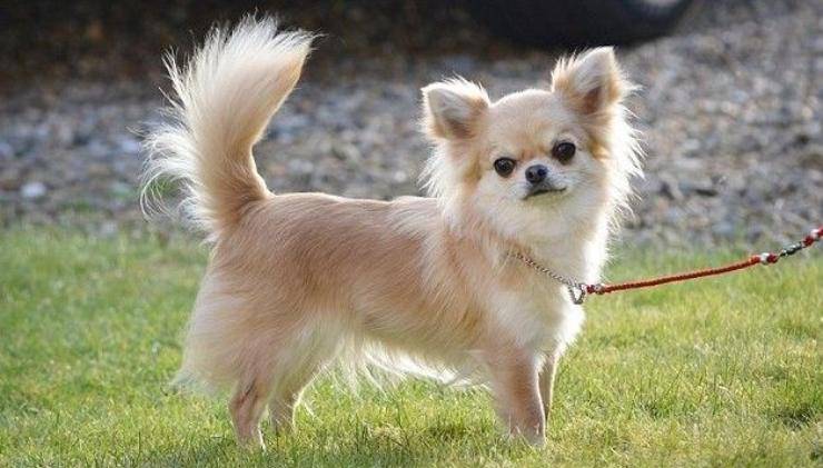 Chihuahua