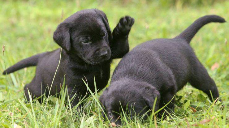 Cuccioli di Labrador Retriever iperattivi