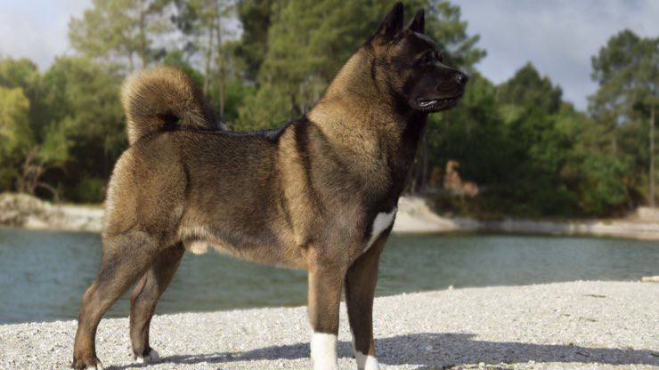Curiosità sull'Akita Americano