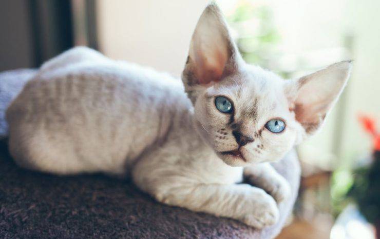 Devon Rex
