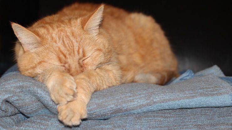 Gatto rosso che sonnecchia Endocardite nel gatto