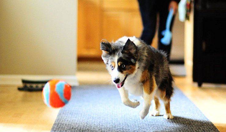 Fido gioca con una pallina