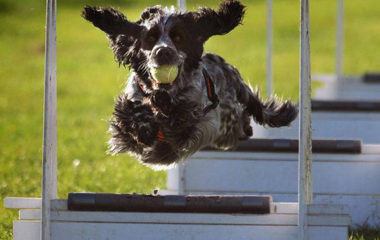 Flyball per il cane
