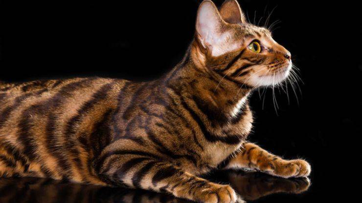 gatto Toyger