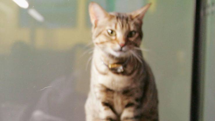 Gatti In Affitto Negozio Cina
