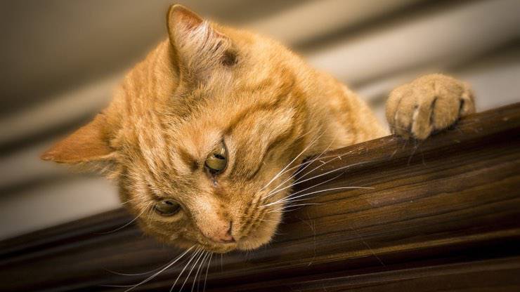 Ferite accidentali nel gatto