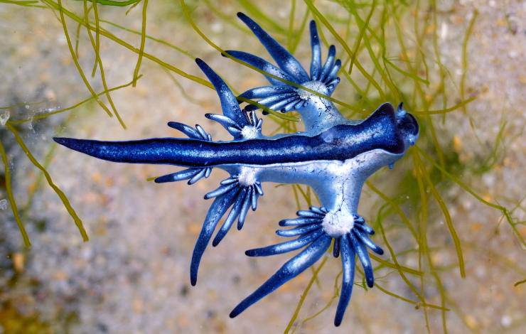 Glaucus atlanticus