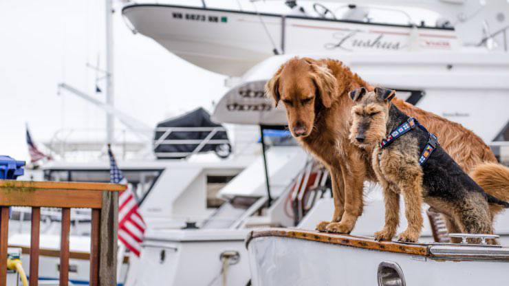 Golden Retriever con Airedale Terrier sulla barca Golden Retriever-Airedale Terrier