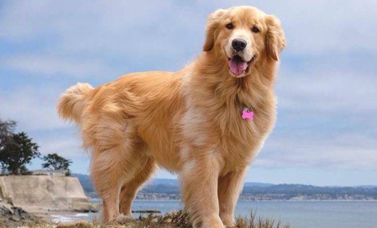 Golden Retriever