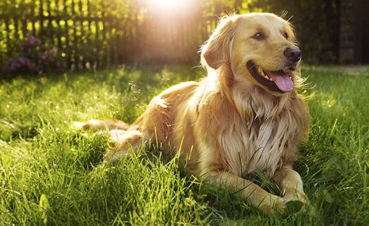 Golden Retriever