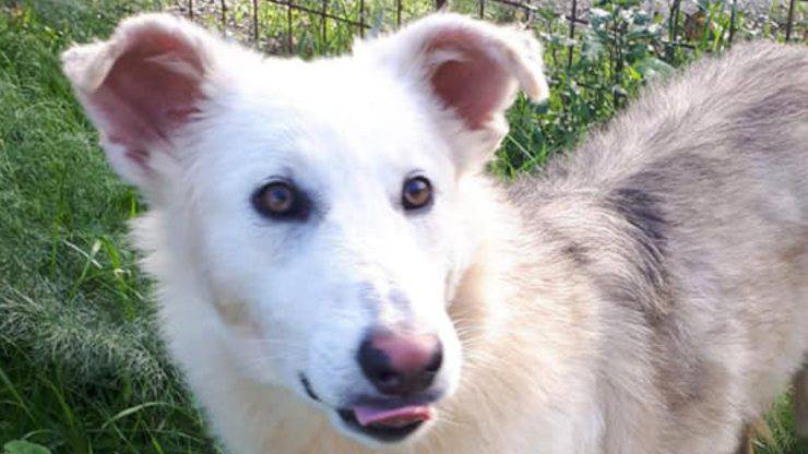 Cane Cooper Corda Collo