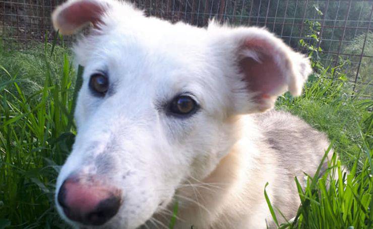 Cane Cooper Corda Collo