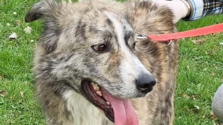 Cane Gio Cerca Casa Video