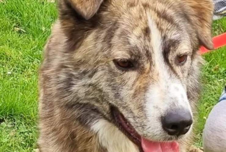 Cane Gio Cerca Casa Video