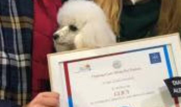 Glicy Cane Diabete Diploma