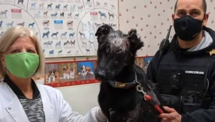 Cane Romee Pet Therapy