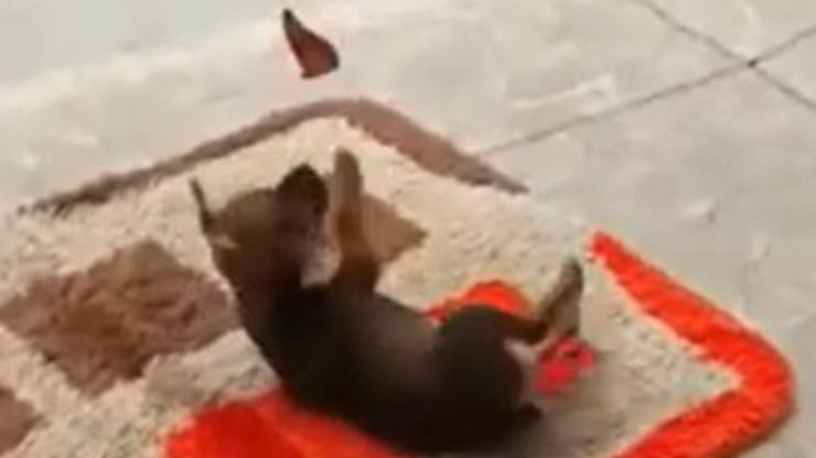Cane Farfalla Gioco Video