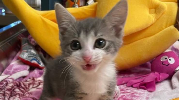 Gatto Finnegan
