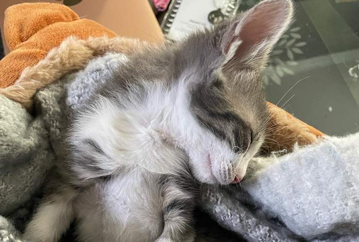 Gatto Finnegan