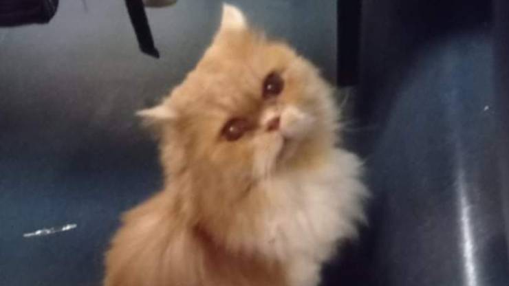 Gatto Grisù Treno Indagini