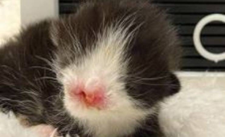 Gatto Muppet Senza Occhi