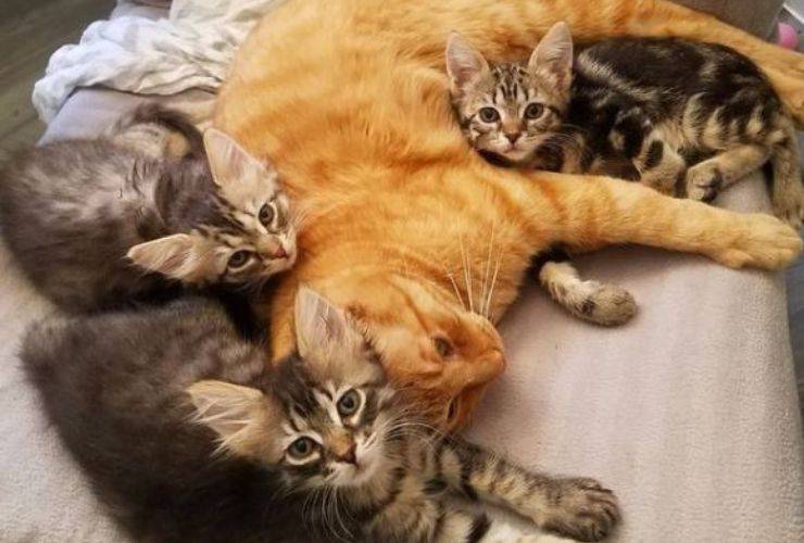 Gatto Romeo Orecchie Piatte