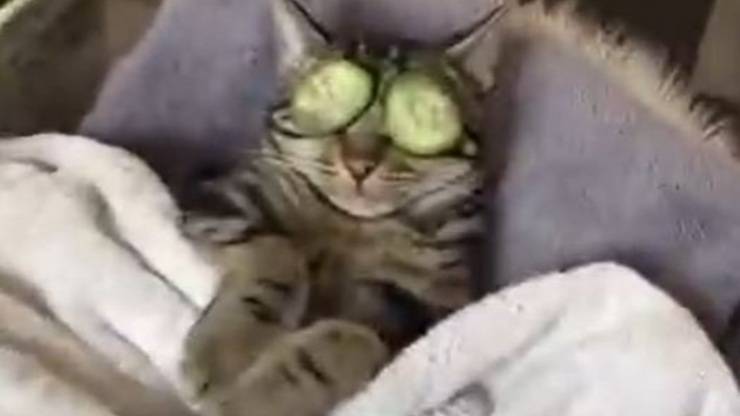 Gatto Chase Centro Spa Video