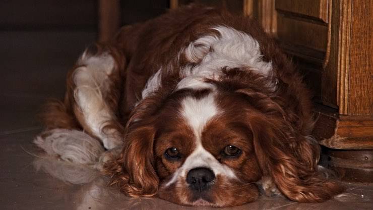 Insufficienza mitralica- Cavalier King Insufficienza mitralica nel cane