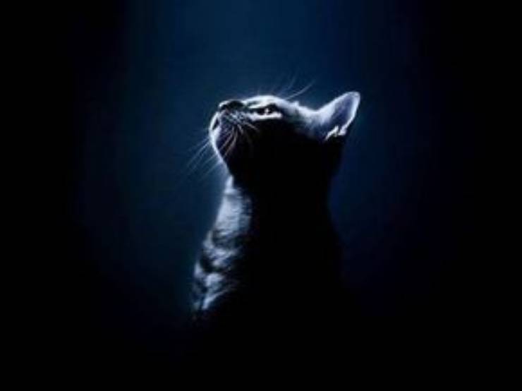 Micio nella luce blu