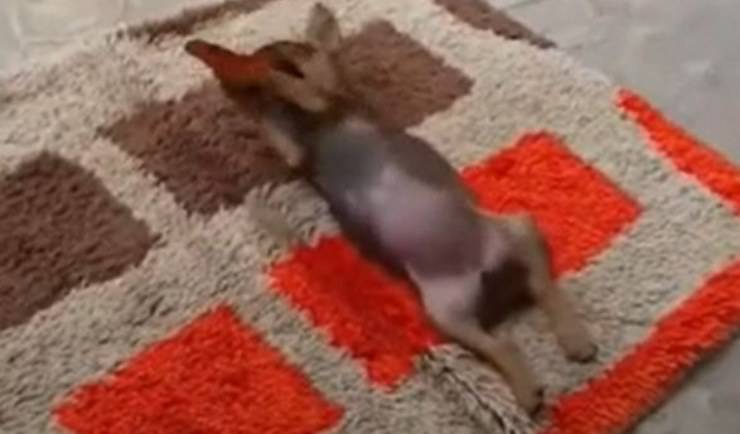 Cane Farfalla Gioco Video